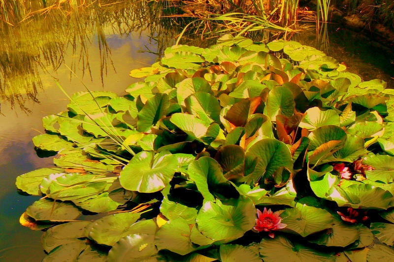 Photograph of Water Lilly!
