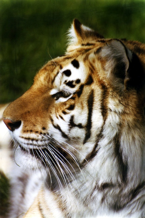 Tiger at the Isle of Wight Zoo.