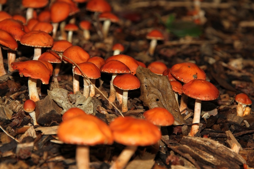 Fungus near the River Dart photo by Lorry Parton