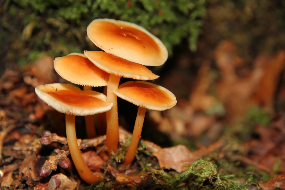 Fungus near the River Dart photo by Lorry Parton