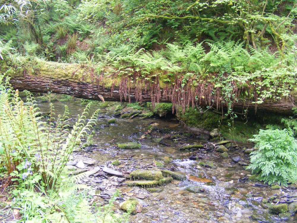 St.Nectan's Glen (Near Tintagel)