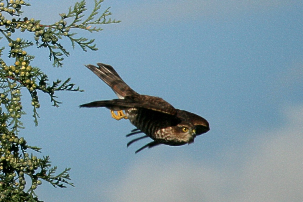 Photograph of 3 Sparrowhawk.
