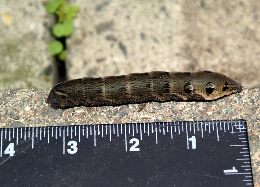 Head retracted into it's body.