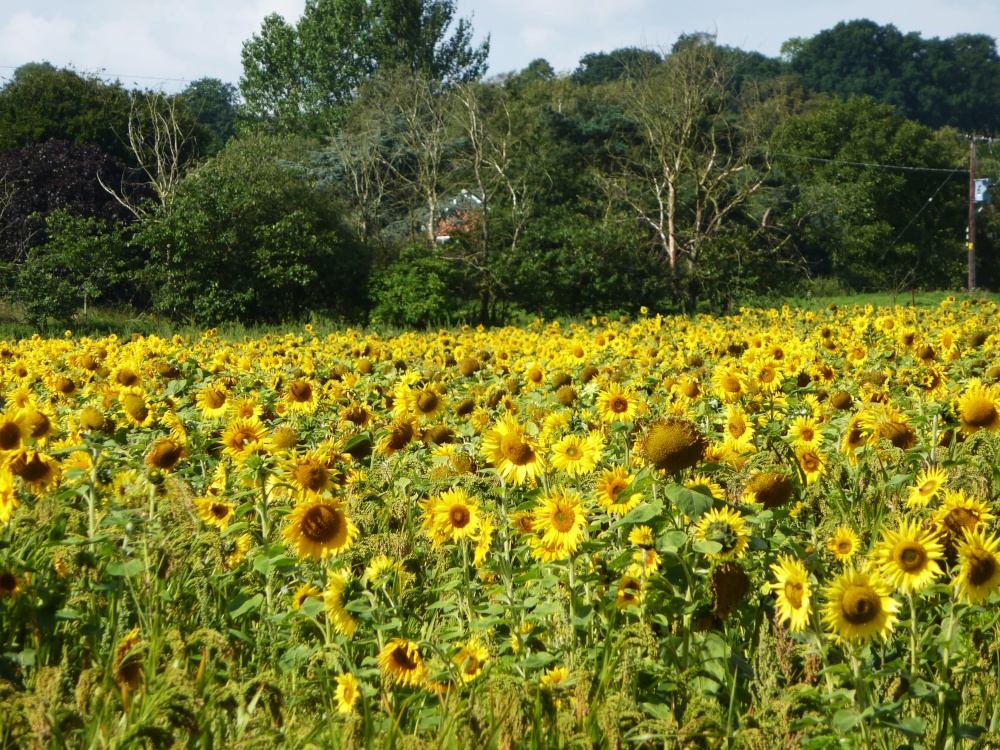 A field of Sunflowers