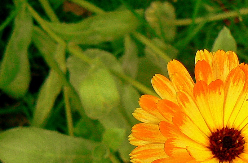 Photograph of Colourful summer flower
