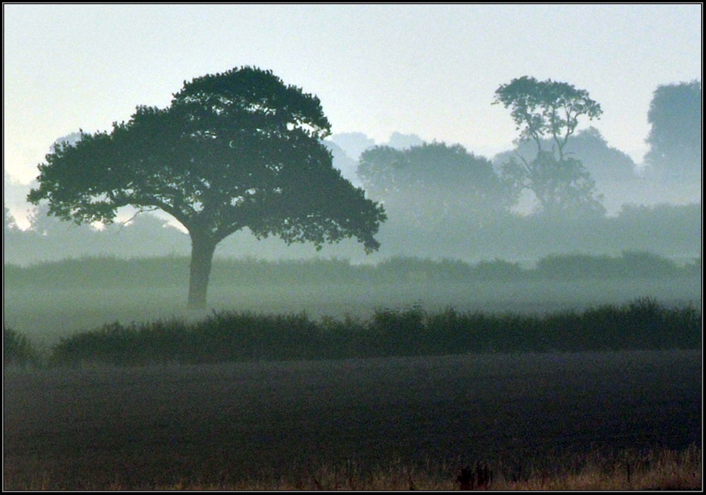 Photograph of Trees in the mist.