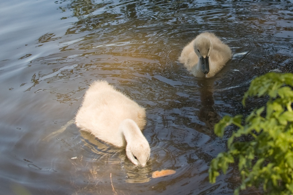 Two little signets and the muffin