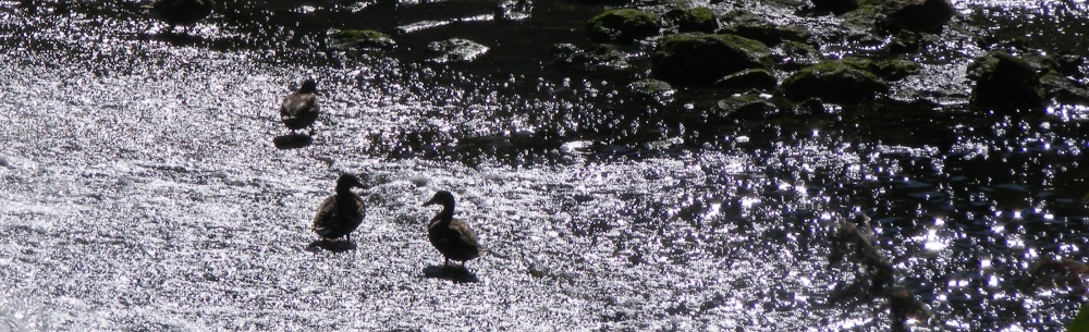 Photograph of Ducks on the Weir