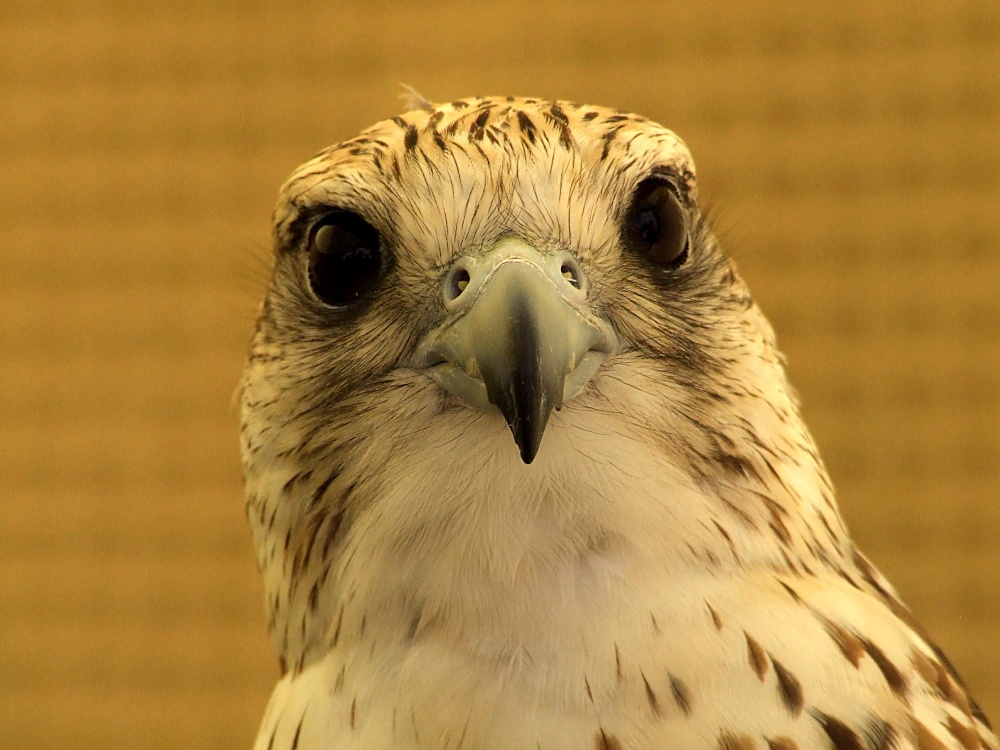 Photograph of Falcon
