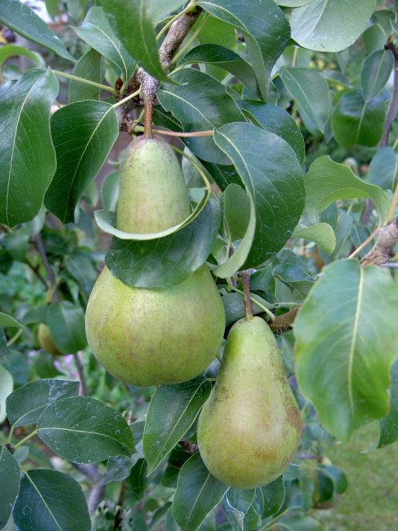Pear tree in my garden