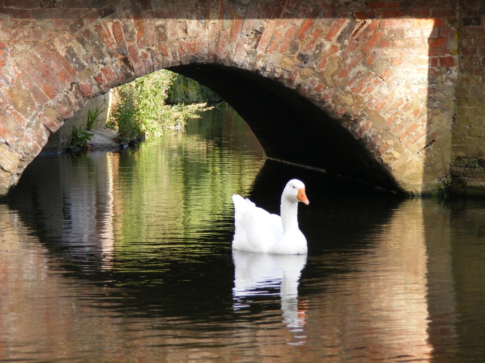 'Duck' under the bridge?
