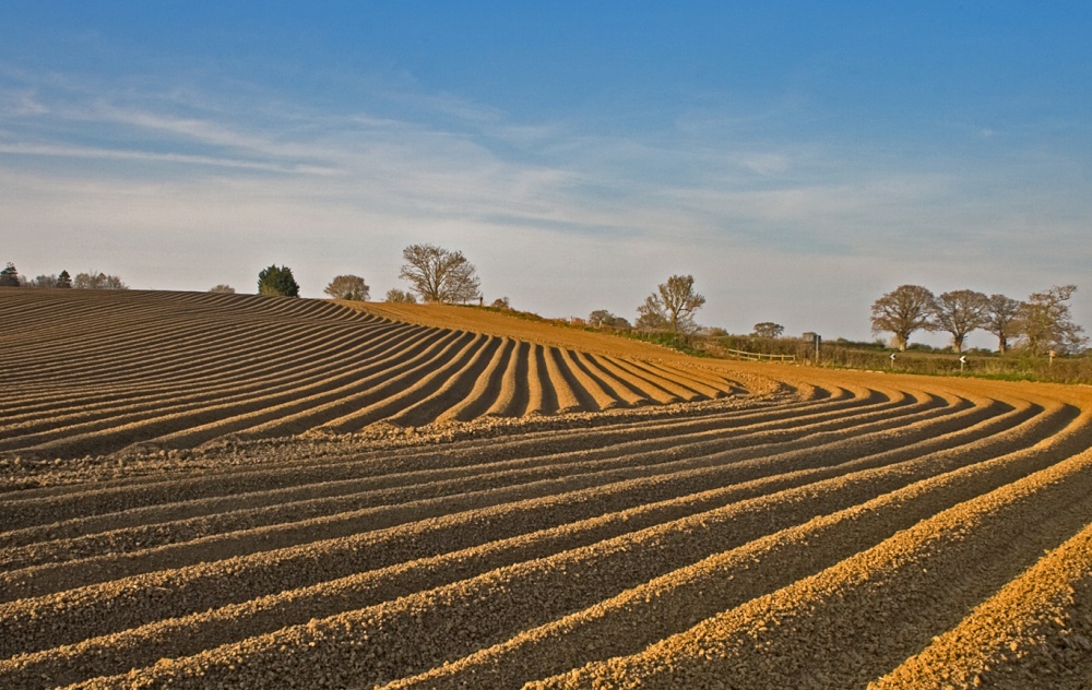 Photograph of Potato field