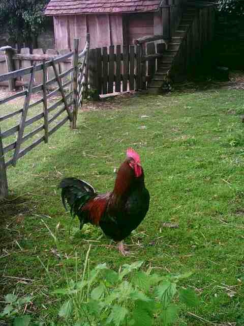 Stratford upon Avon - Mary Arden's Farm - Part 3