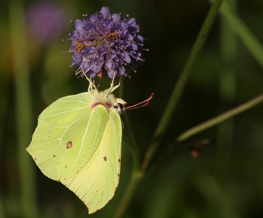 Brimstone butterfly, Shabbington Woods, Oakley, Bucks.