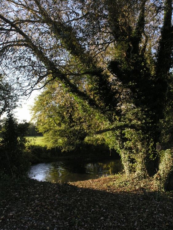Autumn evening on the Kennet near Brimpton