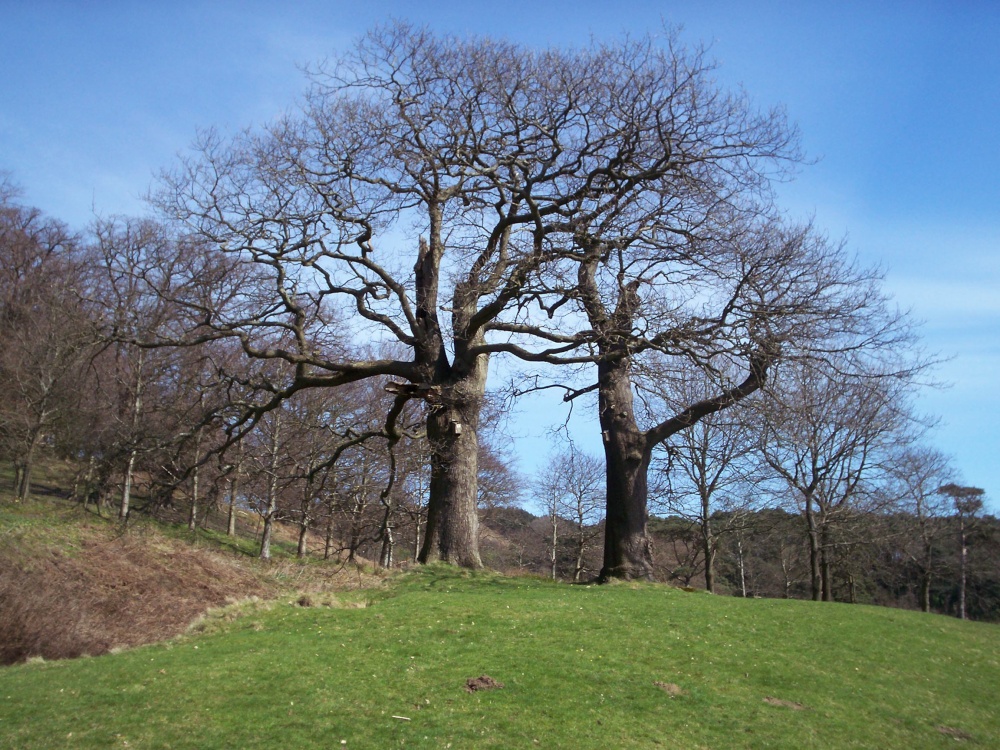 Trees in Margam Park near Port Talbot