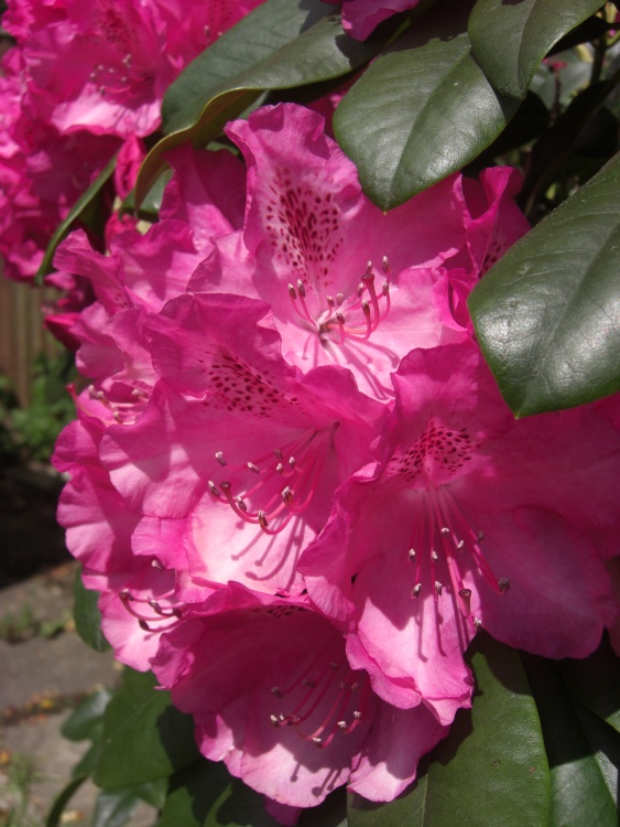 Rhododendron