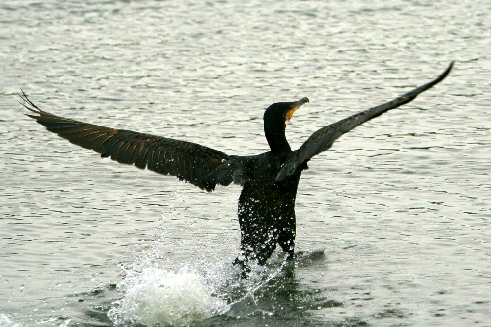 Cormorant.