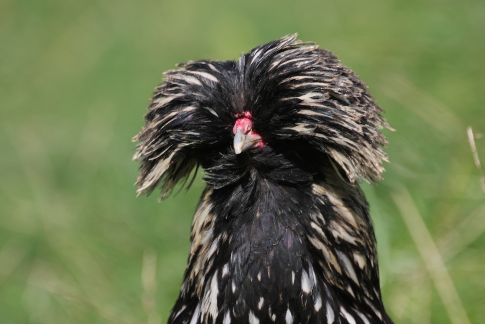 Photograph of Bad hair day