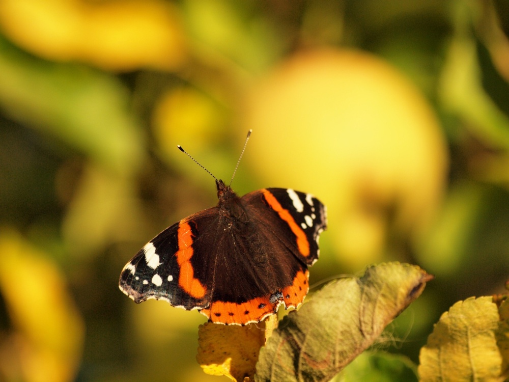 Red Admiral in October sun, Steeple Claydon, Bucks.