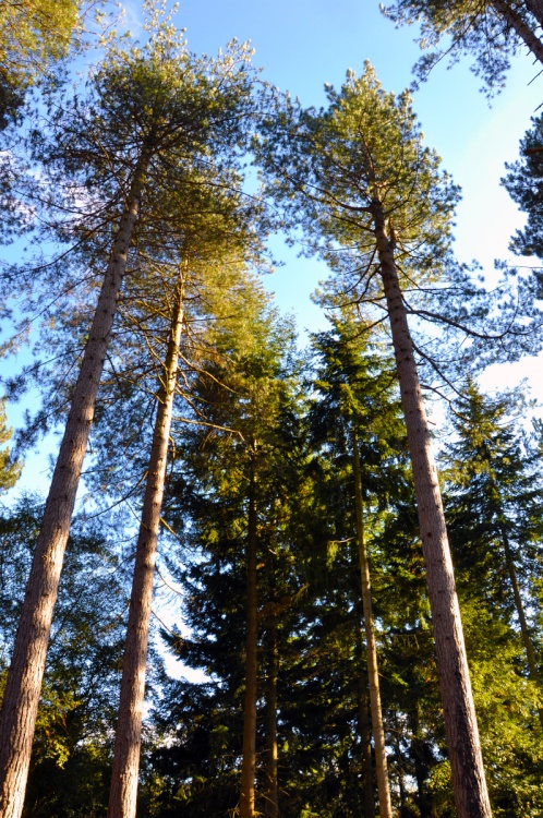 Tall Trees