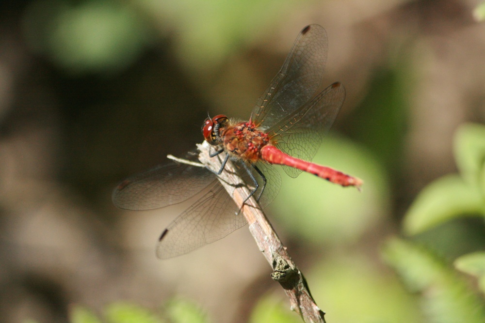 Photograph of Dragonfly