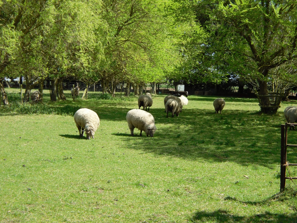 Sheep in Iken