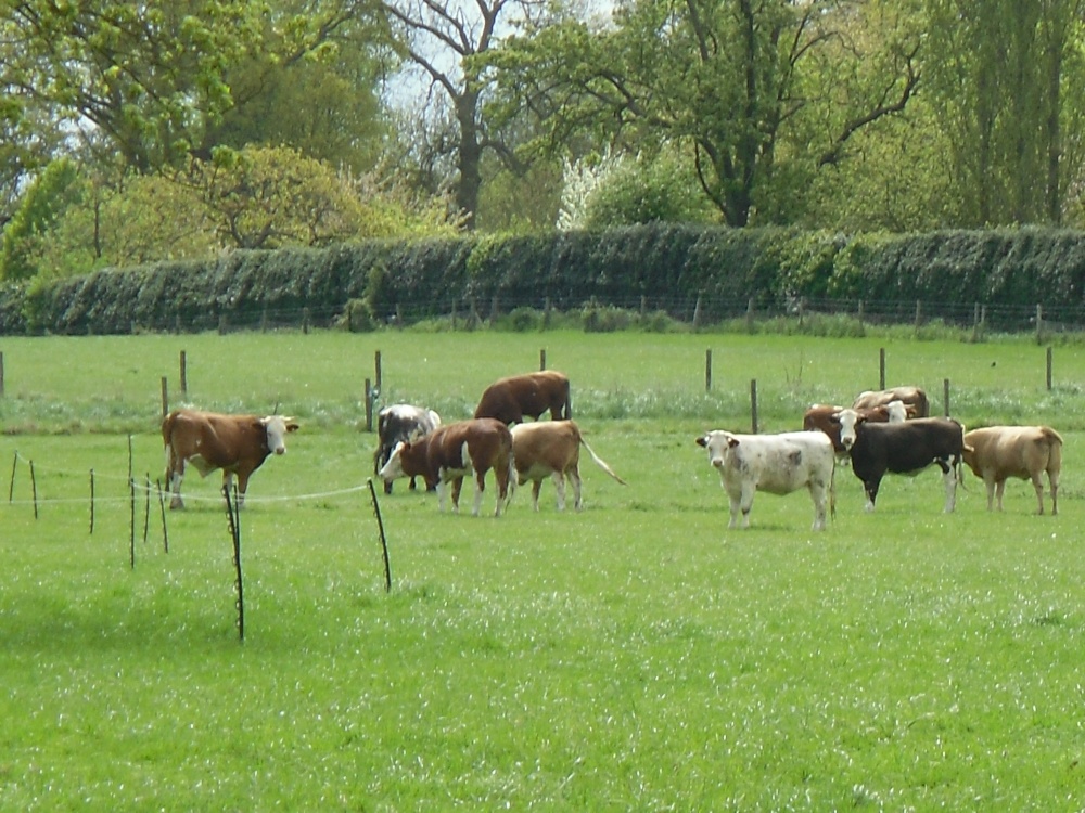 Photograph of Cows near Polstead