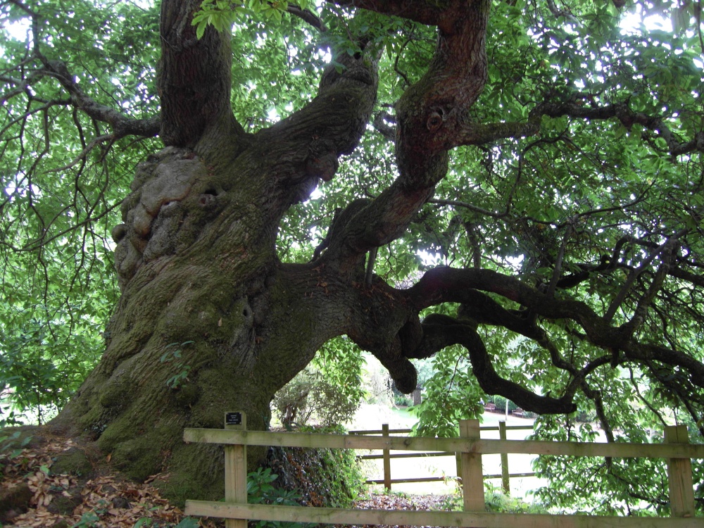 Old Chestnut Tree.