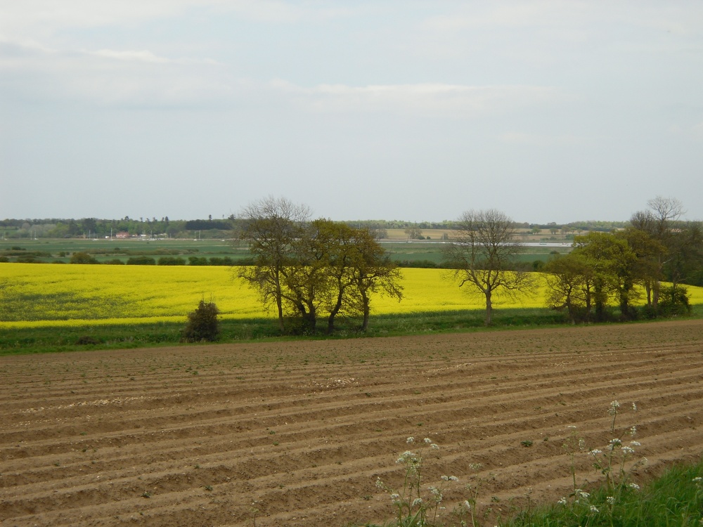 Rapeseed fields in Falkenham, Suffolk