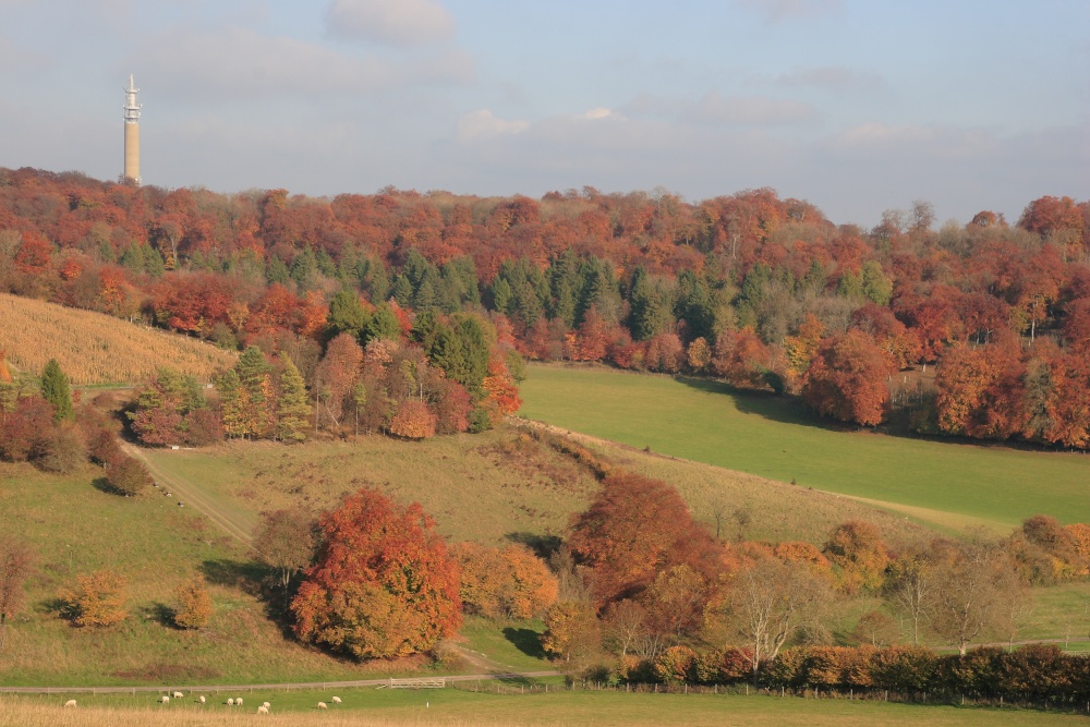 Near Christmas Common
