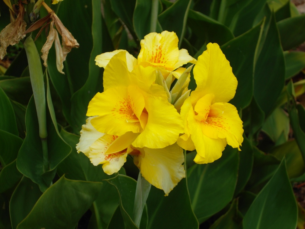 Yellow Canna.