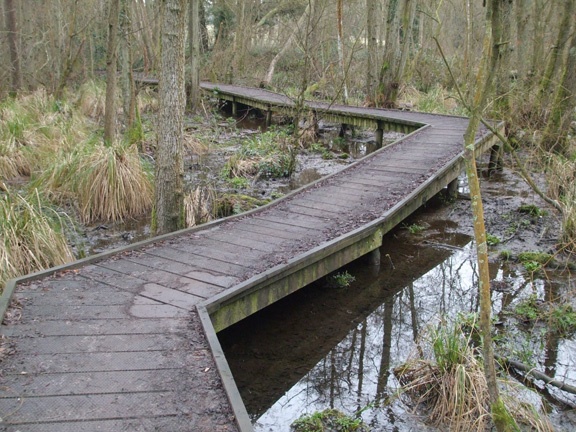 Boardwalk in Powdermill Wood, Battle.