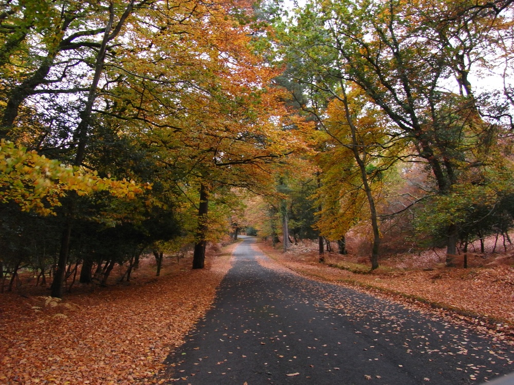 An autumn drive through the forest