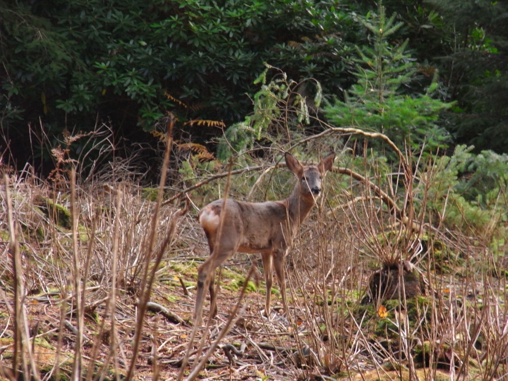 Roe deer