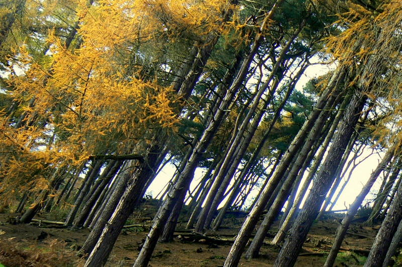Photograph of The woods!