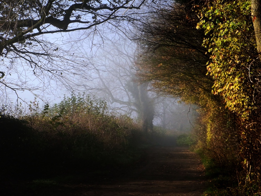 Misty morning
