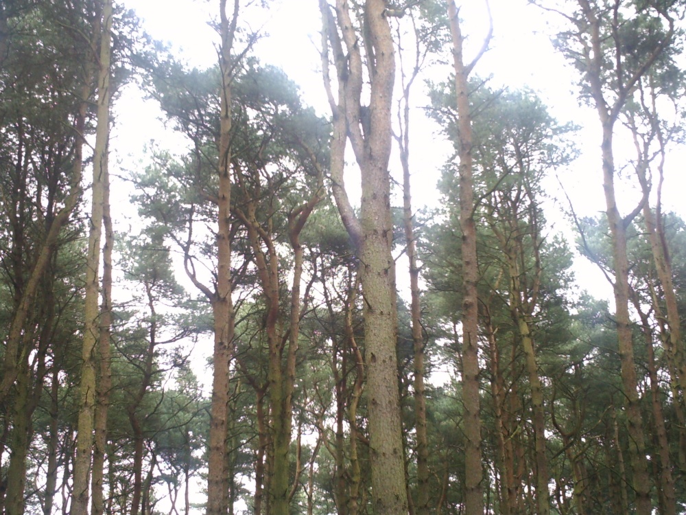Photograph of Trees in Mere Sands Wood