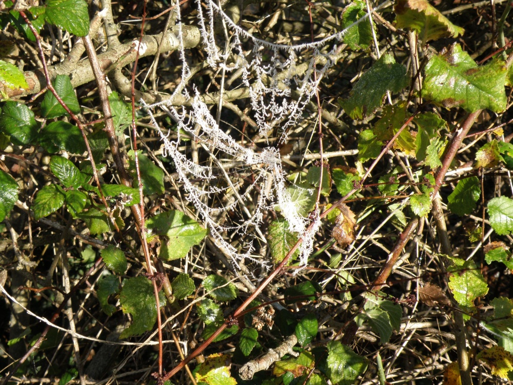 Spiders Web