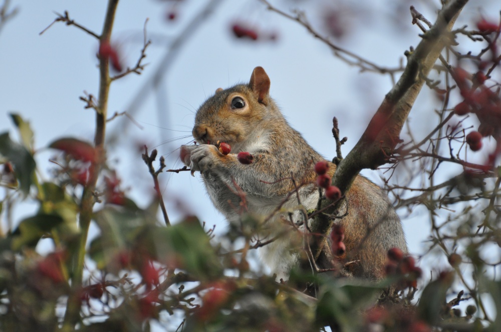 Photograph of Hawthorn, mmmm