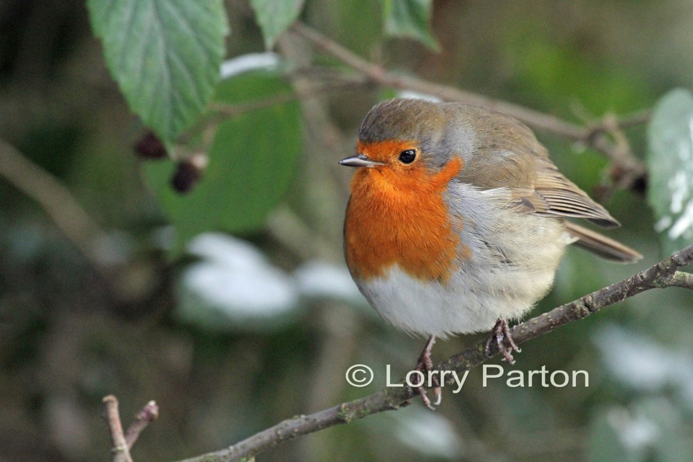 Stover Park photo by Lorry Parton