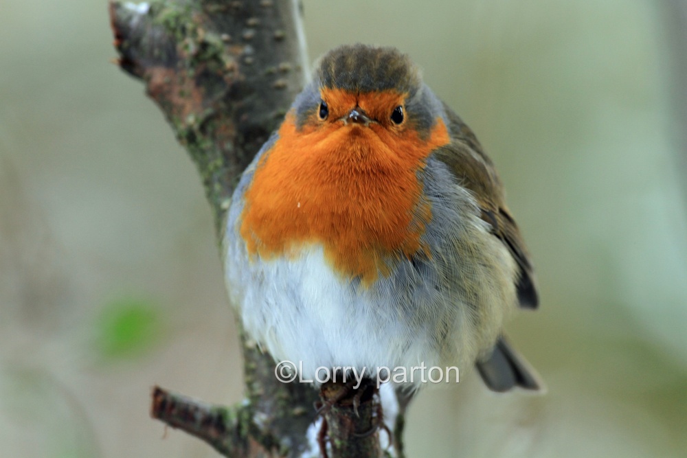 Stover Park photo by Lorry Parton