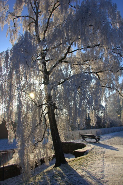 Frozen Tree - Stowepool, Lichfield