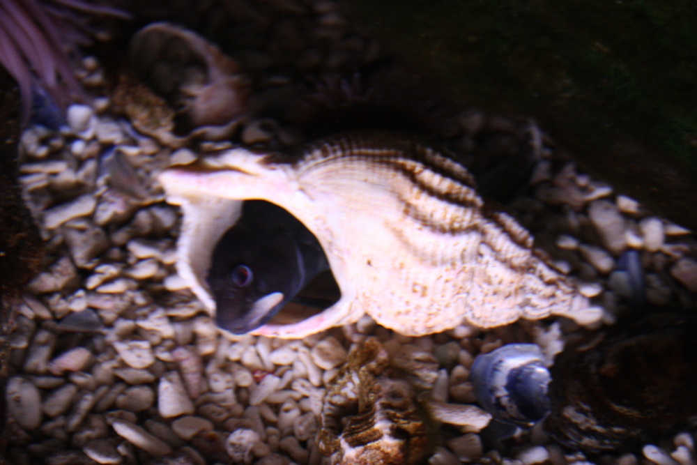 Aquarium at the Eden Project