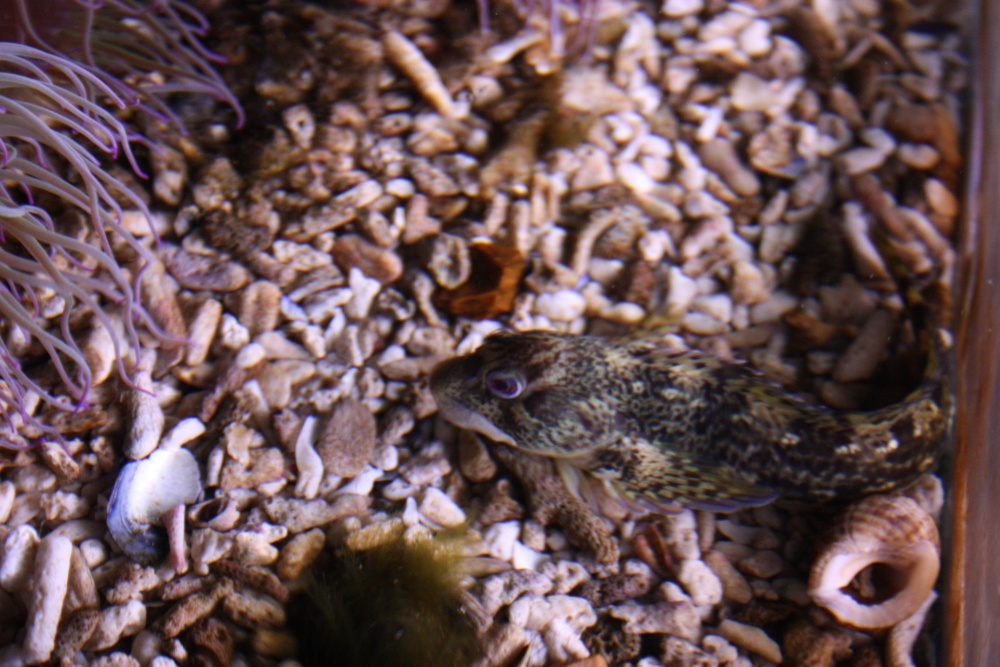 Aquarium at the Eden Project