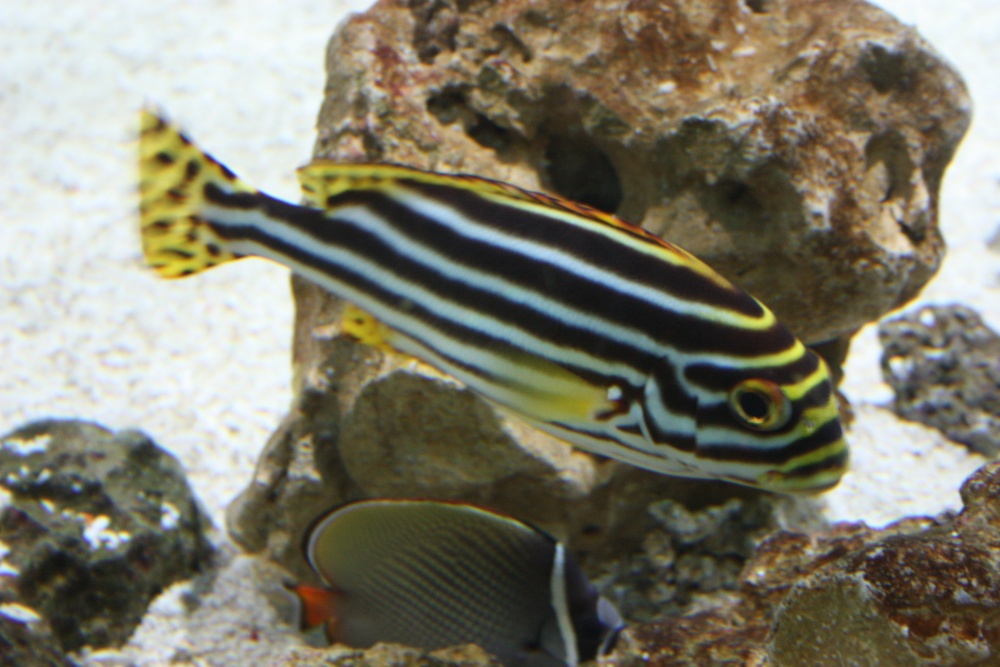 Aquarium at the Eden Project