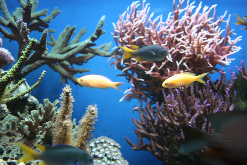 Photograph of Aquarium at the Eden Project