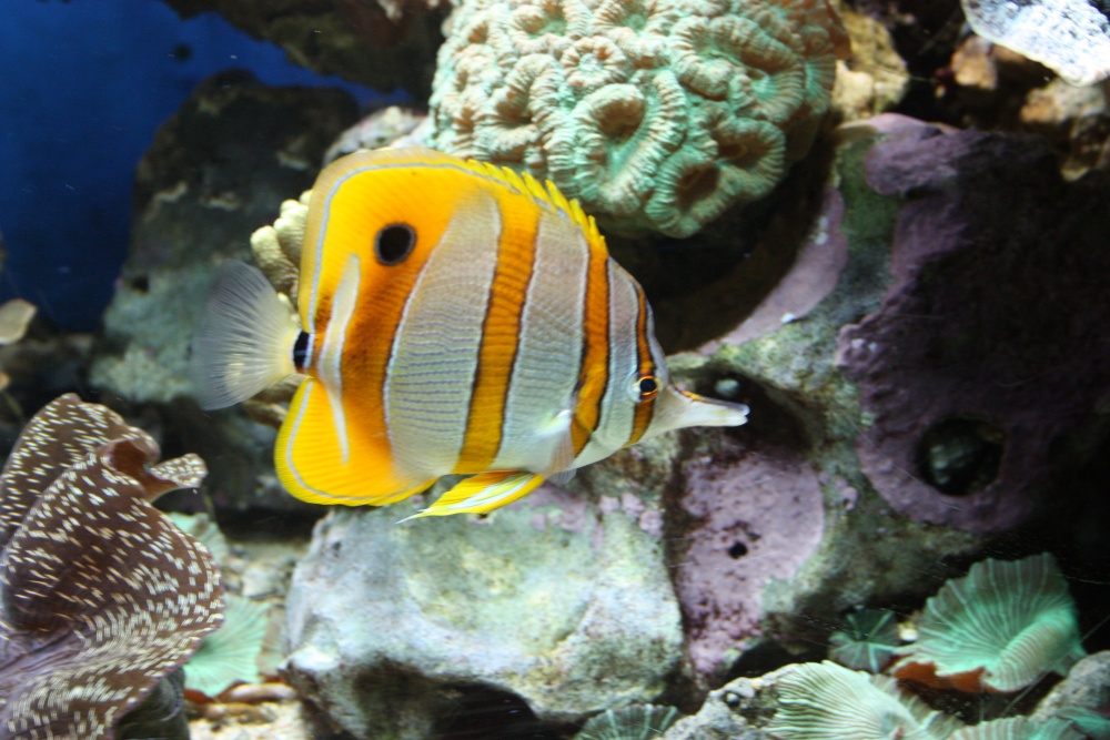 Aquarium at the Eden Project