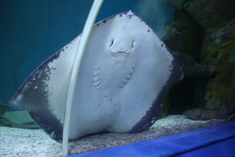 Photograph of Aquarium at the Eden Project