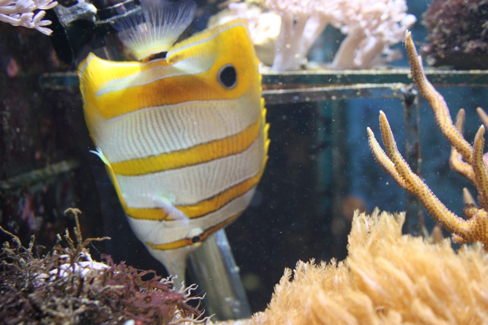 Aquarium at the Eden Project